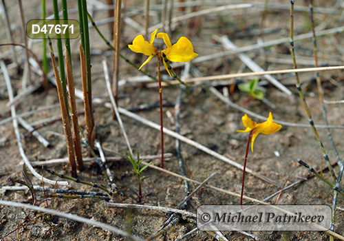 Horned Bladderwort (Utricularia cornuta)